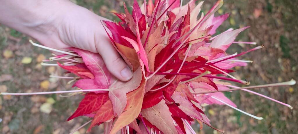 Recolectando hojas y plantas en la naturaleza